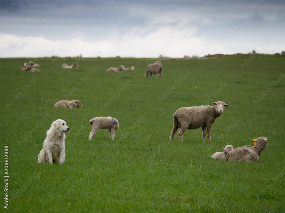 A Sheepherding Dog Watching His Flock in a lush green pasture with clouds overhead. A Sheepherding Dog Watching His Flock in a lush green pasture with clouds overhead.