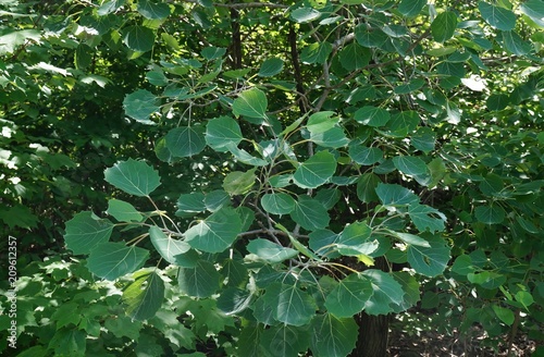 Bigtooth Aspen