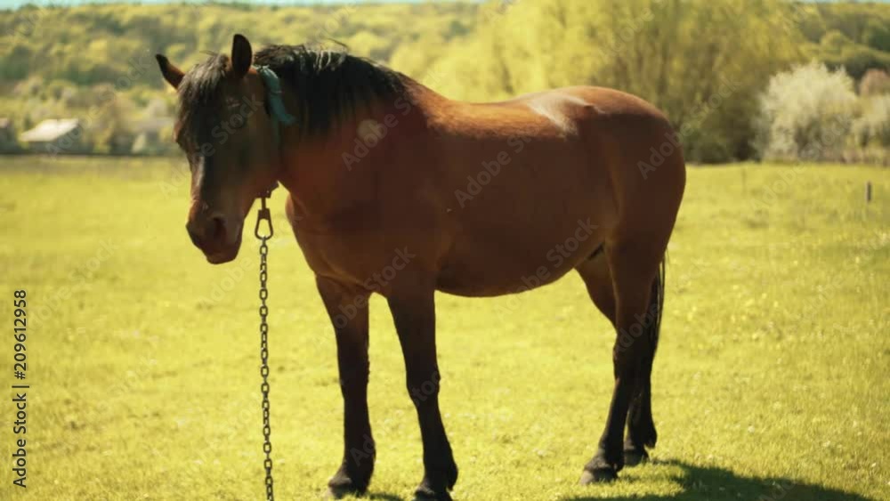 Strapped horse grazing in pasture of the village. Insects flying near animal. Summer. Daytime. Rural landscape. Outdoors. Countryside. Strapped horse grazing in pasture of the village. Insects flying near animal. Summer. Daytime. Rural landscape. Outdoors. Countryside.