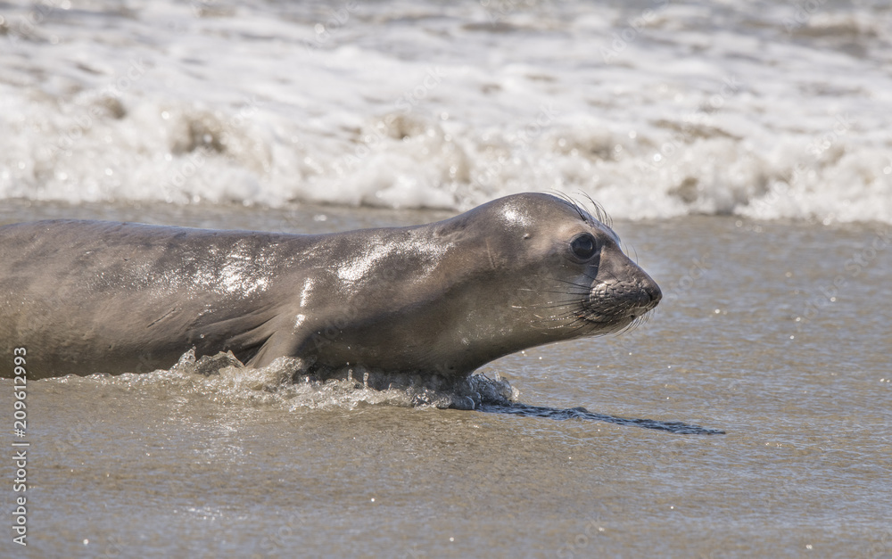 Obraz premium Szczenię słonia morskiego, Point Reyes