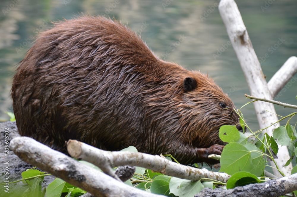 Beaver chewing branches