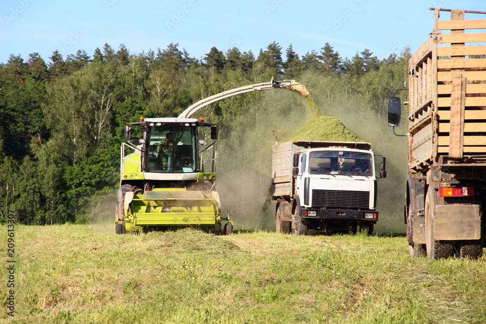 Agriculture, harvesting, rural summer landscape – new yellow-white harvester cutting the silage in the full onboard truck on the field. Front view of green forest and blue sky