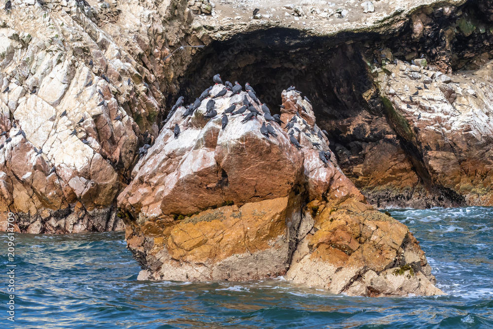 Seeschwalben - Inkaschwalben auf einen Felsen sitzend auf den Ballestas Inseln bei Paracas in Peru