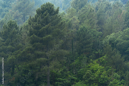 Forest after rain curtain