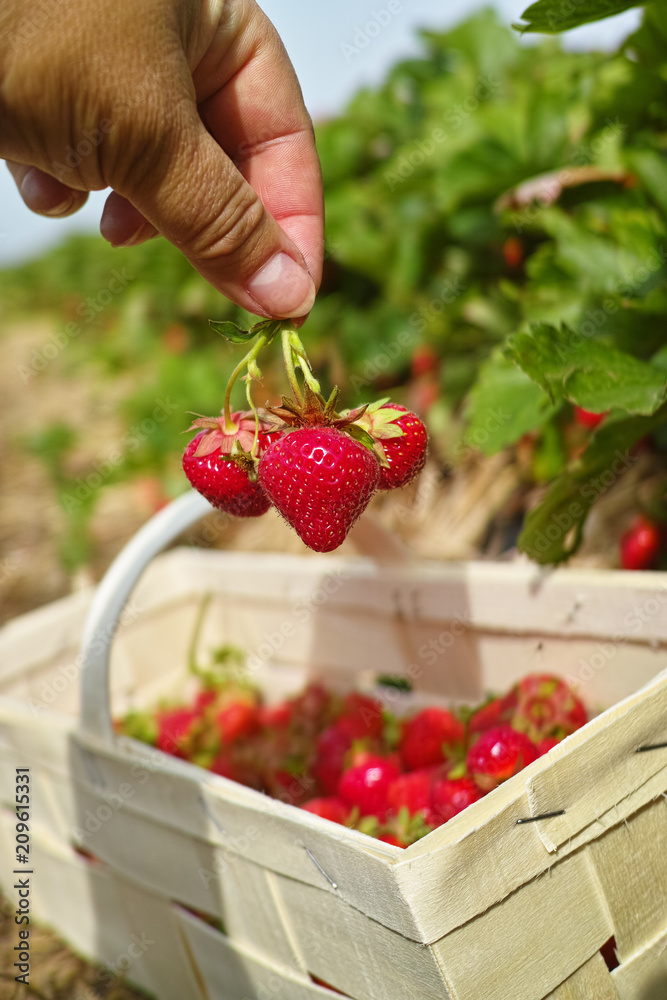New harvest of sweet fresh outdoor red strawberry, growing outside in soil, ripe tasty strawberries in basket New harvest of sweet fresh outdoor red strawberry, growing outside in soil, ripe tasty strawberries in basket