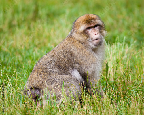 Barbary Macaques Monkey.  Barbary macaques monkeys live in the Atlas Mountains of Algeria and Morocco.