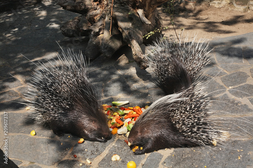 Porcupine in Zoological Garden 