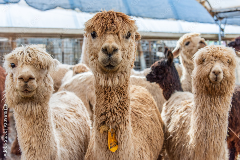 Three Curious Alpacas