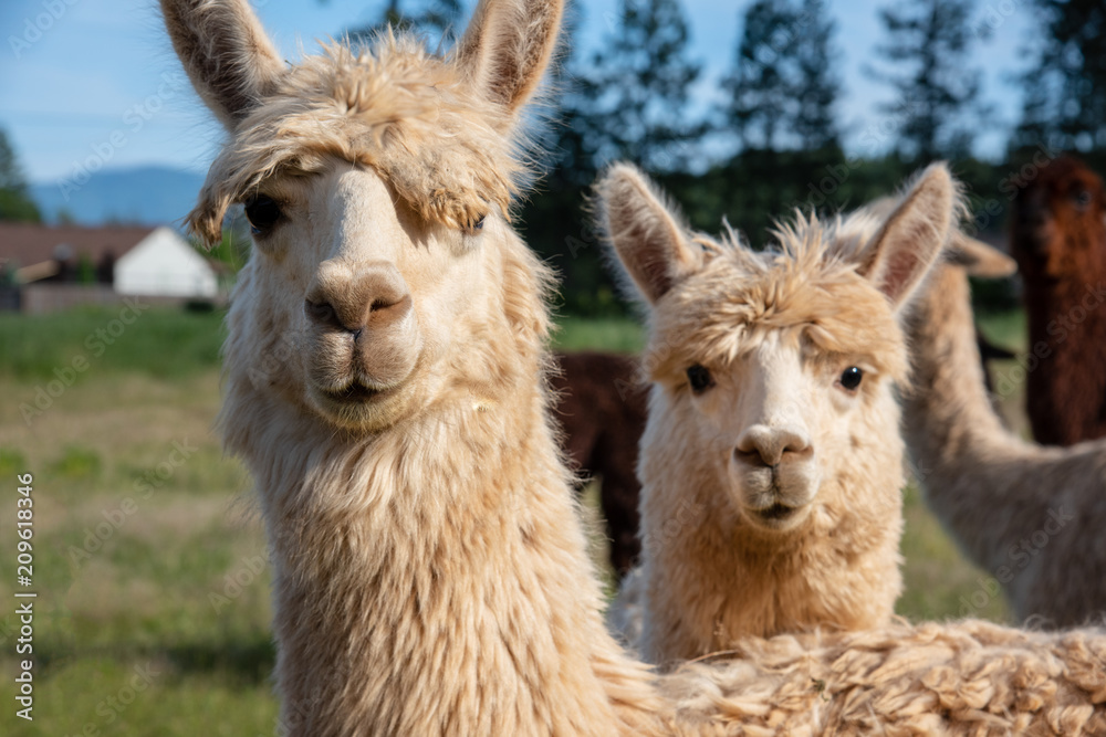 Young Alpaca Peering from Behind its Mother Young Alpaca Peering from Behind its Mother