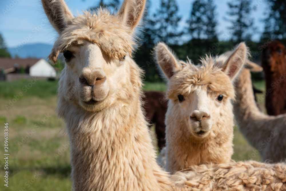 Young Alpaca Peering from Behind its Mother