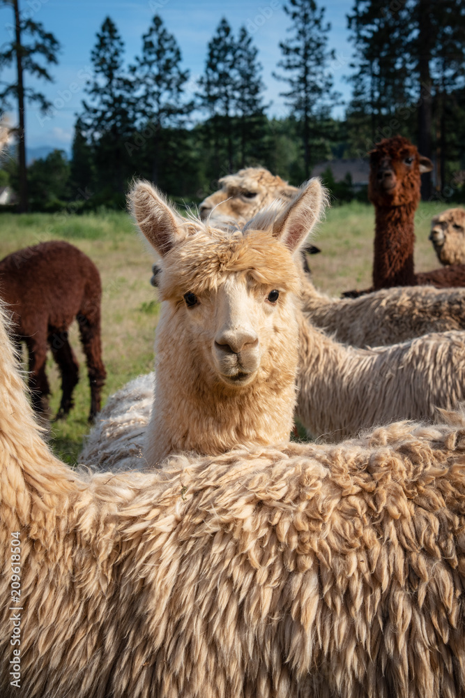 Young Alpaca Peering Behind its Mother's back Young Alpaca Peering Behind its Mother's back