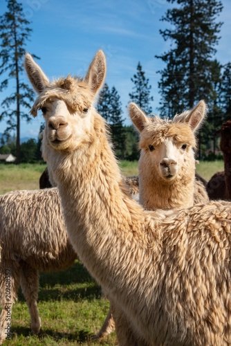 Curious Young Alpaca with its Smiling Mother