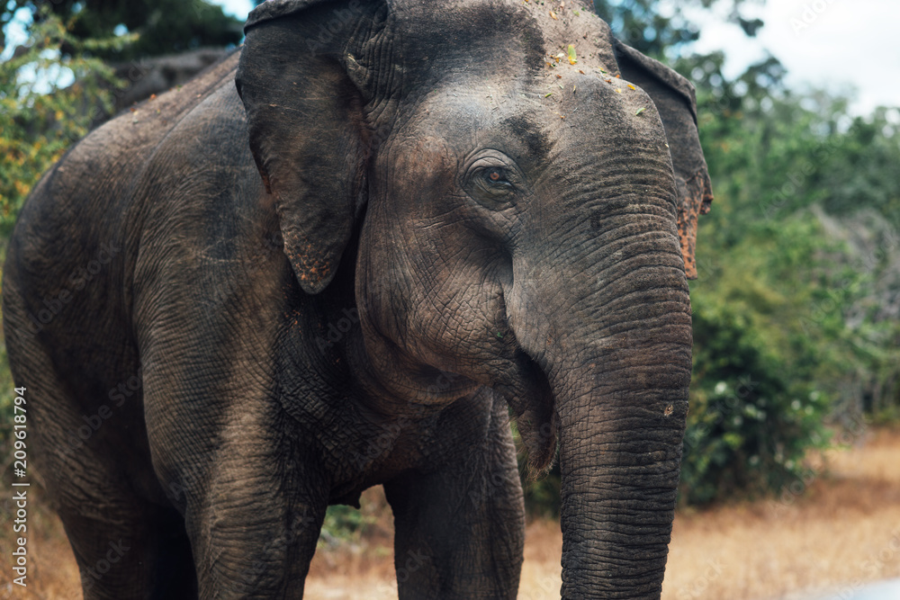 Fototapeta premium Elephant in the forest