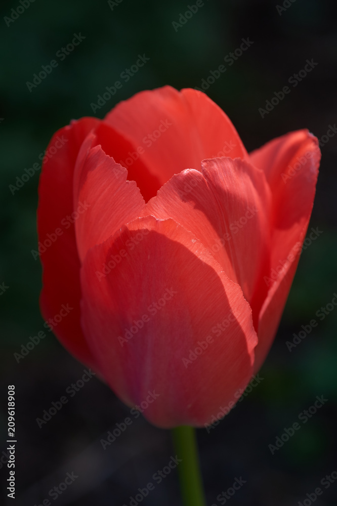 Tulpe Tulpe