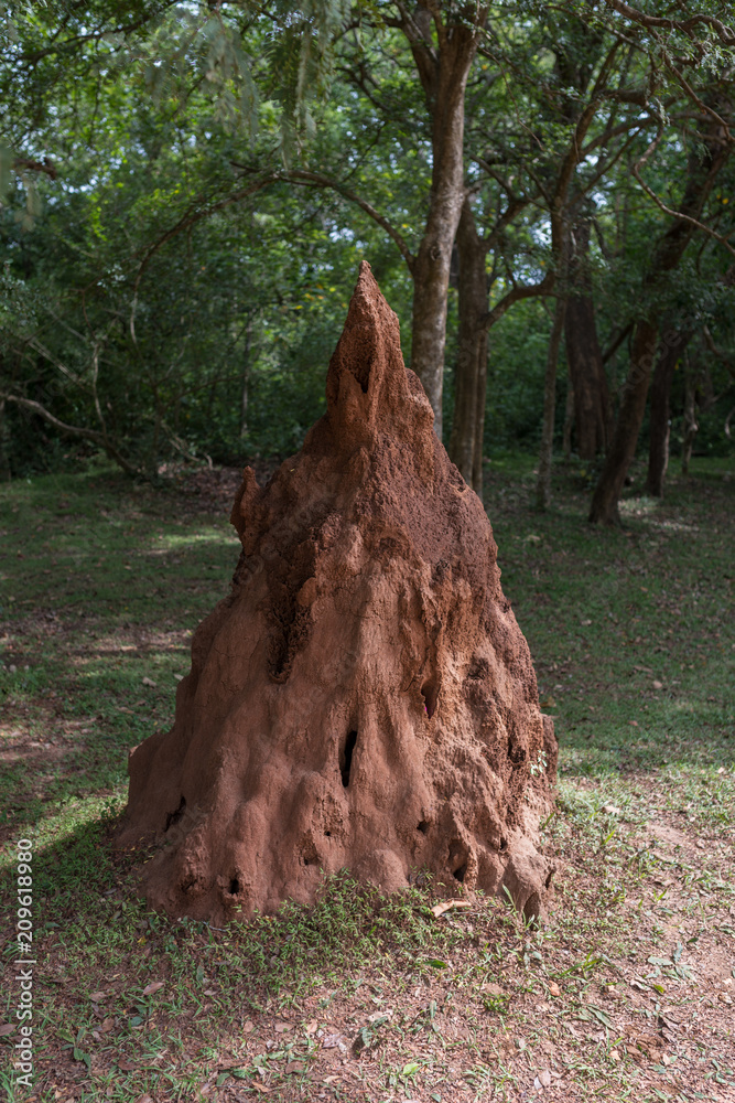 Fototapeta premium Big anthill with colony of ants in the woods.