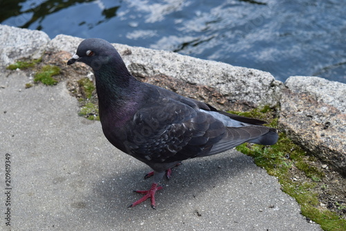 公園のハト