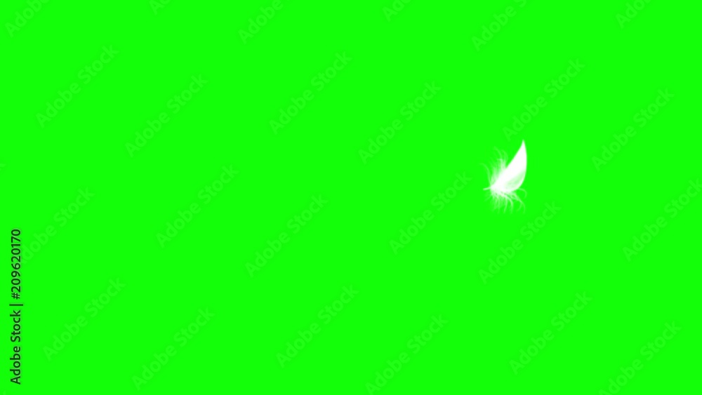Video Stock 4K. Flying Feather. Green Screen. Seamless Looping. 3D