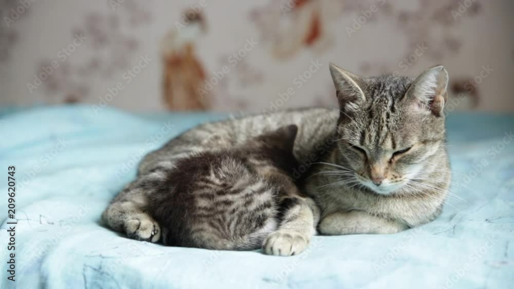 sleeping cat with a baby kitten