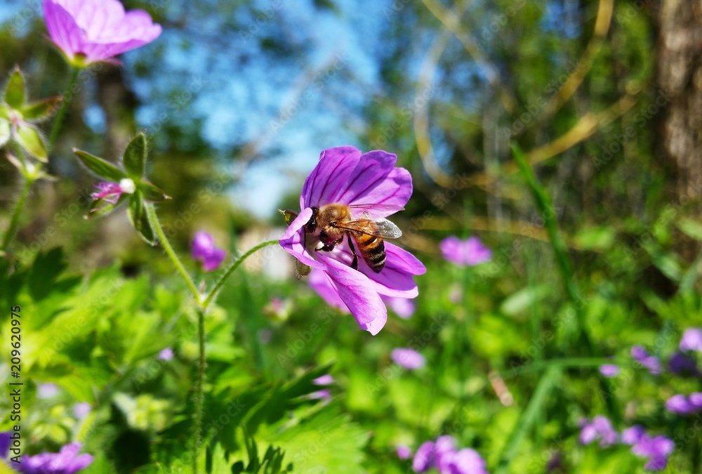 Bee at work Bee at work