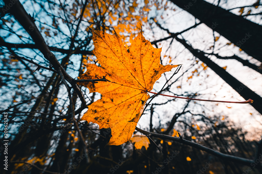 autumn with yellow maple leafs and trees in background autumn with yellow maple leafs and trees in background