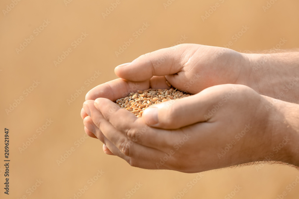 Man holding handful of wheat grains, closeup Man holding handful of wheat grains, closeup