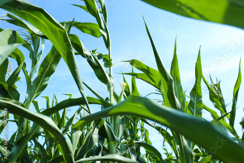 Fototapeta Naklejka Na Ścianę i Meble -  Maize growing in field
