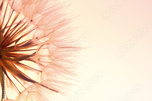 Dandelion seed head on color background  close up