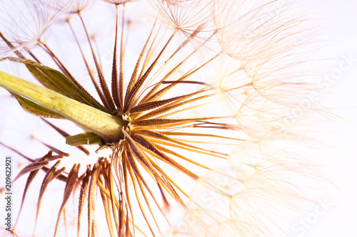 Dandelion seed head on light background  close up