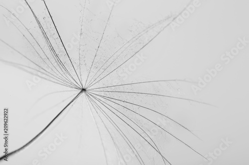 Dandelion seed on grey background, close up. Black and white effect