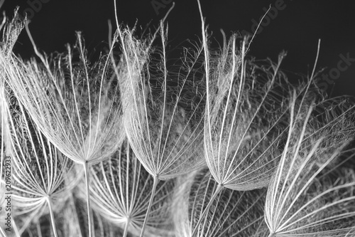 Dandelion seeds on grey background, close up. Black and white effect