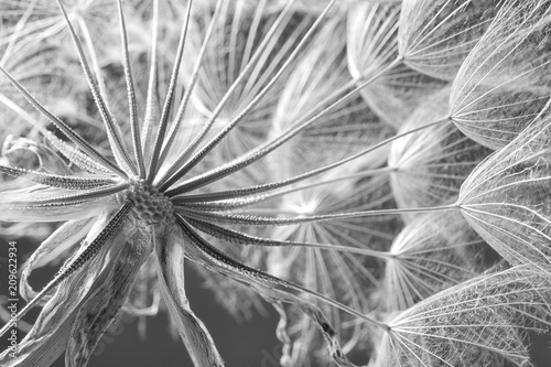 Dandelion seed head on grey background, close up. Black and white effect