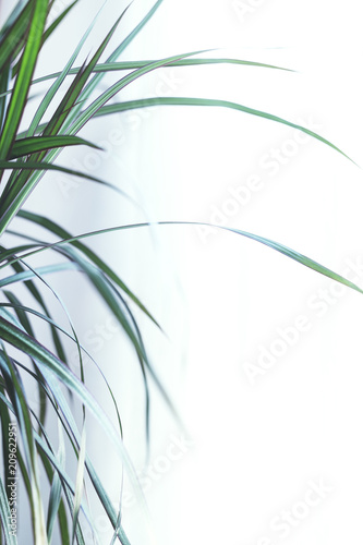 Close up of beautiful green tropical leafs in home interior. Modern lifestyle - home garden.  White walls background.  