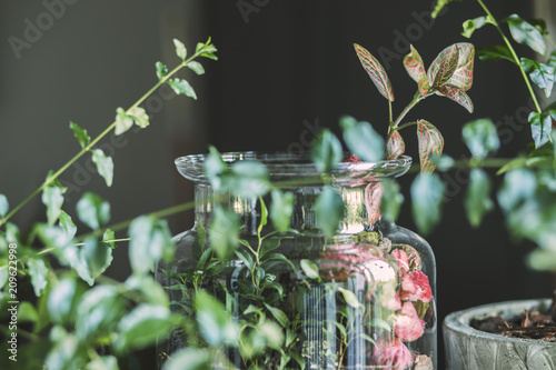 Close up of home garden with beautiful plant glass jar. Modern composition of home garden interior. 