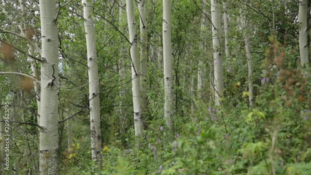 Wild Taiga forest, Siberia, Russia Wild Taiga forest, Siberia, Russia