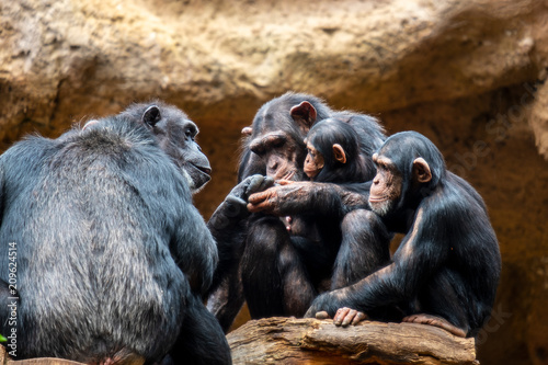 Fotografering A chimpanzee family on their favorite place of family cohesion is very important to them