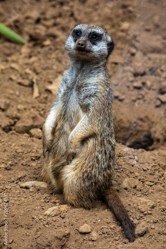 Meerkats, you just have to love them. © Guillermo Enrique