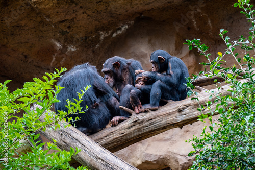 Valokuva A chimpanzee family on their favorite place of family cohesion is very important to them