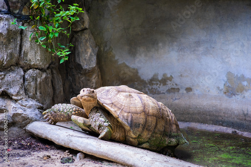 The turtles crawl up