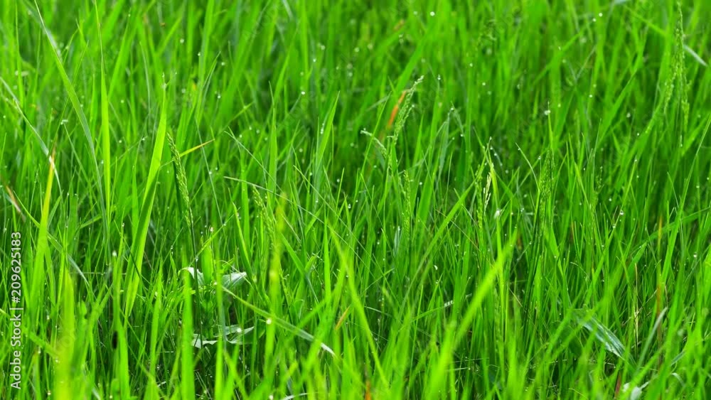 Blurred grass background with water drops. 4K shot with motorized slider. Blurred grass background with water drops. 4K shot with motorized slider.
