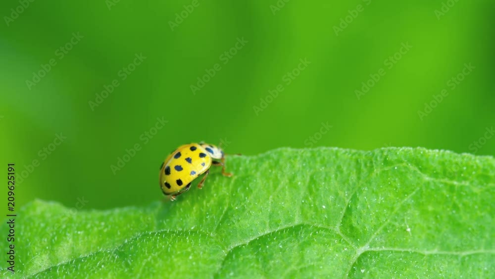 Ladybug in the grass Ladybug in the grass