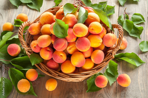 Canvas Print Many freshly picked ripe apricots with leaves in a basket on a wooden background