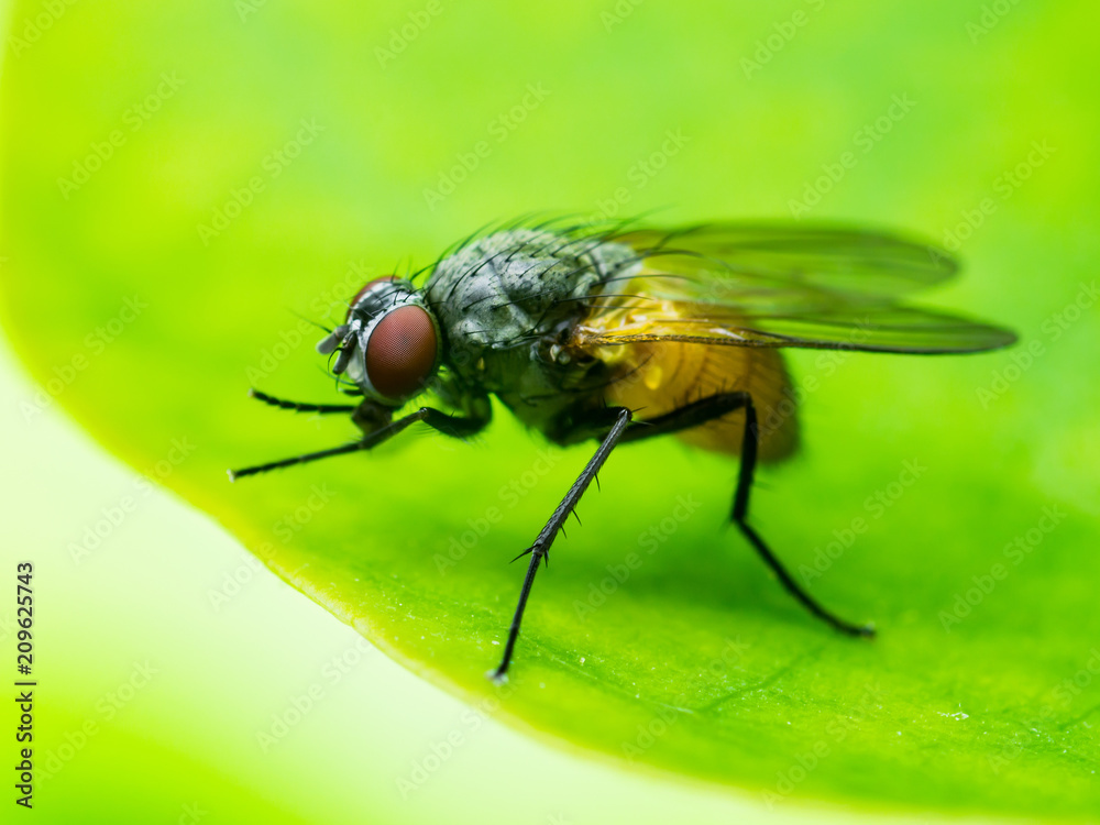 Exotic Drosophila Fruit Fly Diptera Insect on Plant Leaf Exotic Drosophila Fruit Fly Diptera Insect on Plant Leaf