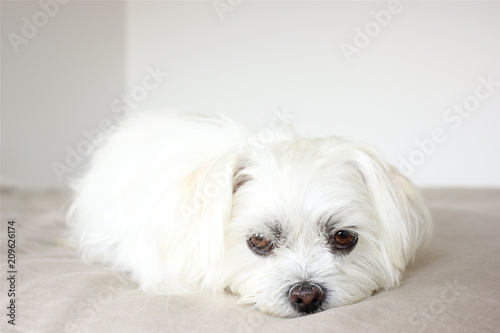 Plakat DOGS
