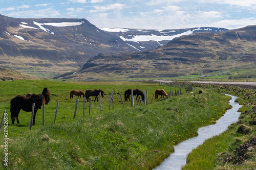 Icelandic Horses in Pasture with Mountains