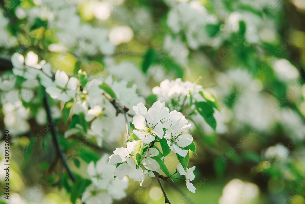 Blooming cherry twig. Blooming cherry twig.