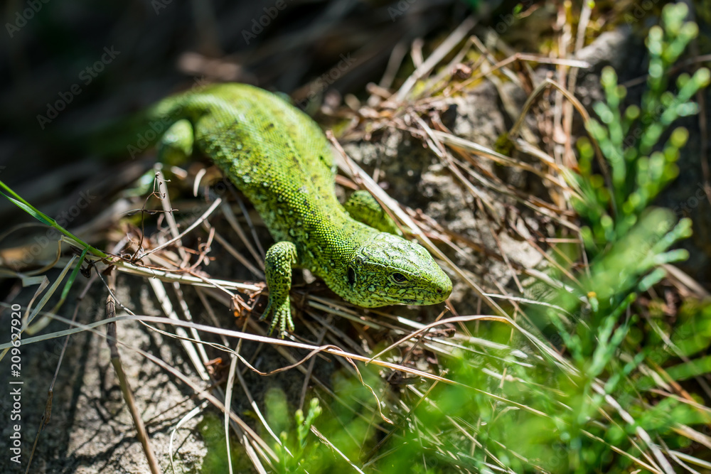 Male Lacerta Agilis Sand Lizard Reptile Animal Macro Close-up Male Lacerta Agilis Sand Lizard Reptile Animal Macro Close-up