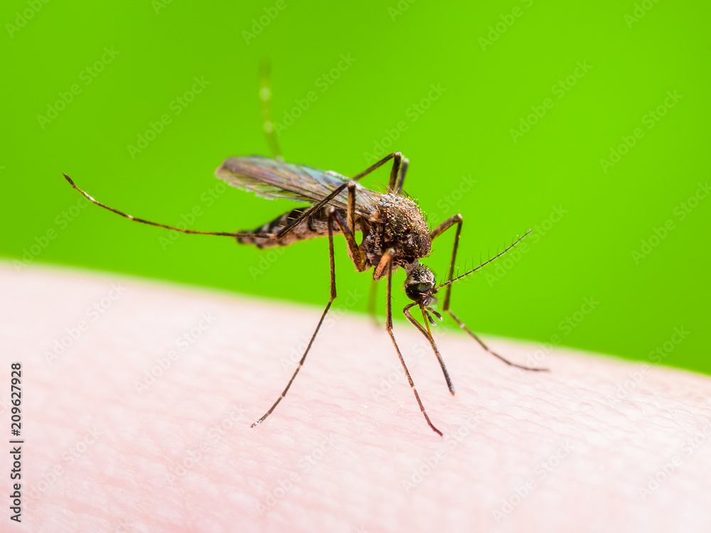 Yellow Fever, Malaria or Zika Virus Infected Mosquito Insect Macro on Green Background Yellow Fever, Malaria or Zika Virus Infected Mosquito Insect Macro on Green Background
