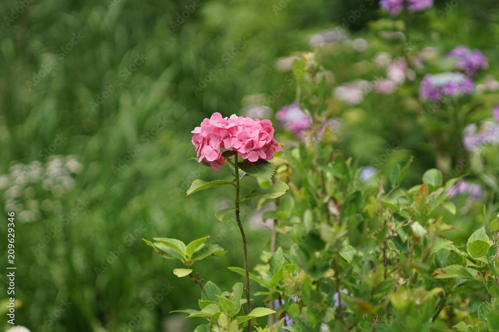 ピンクの紫陽花 ピンクの紫陽花
