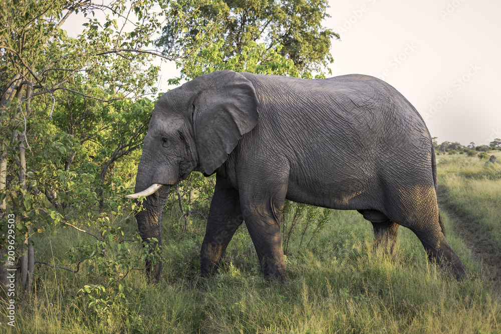  Elephant walking along the treeline on the Okavango Delta in Botswana