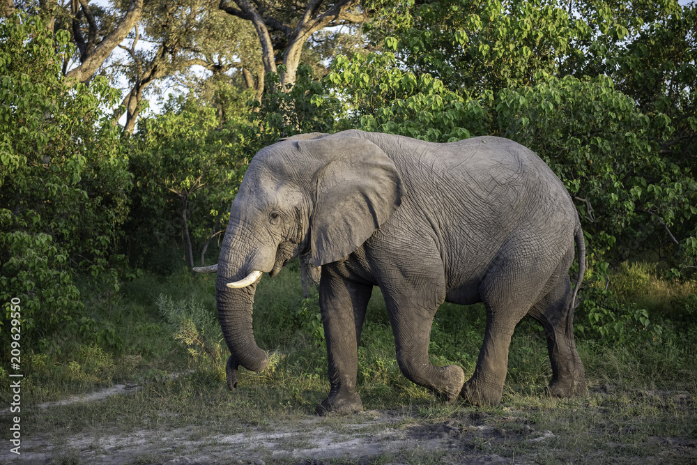  Elephant walking along the treeline in Botswana